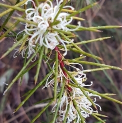 Hakea decurrens subsp. decurrens at Acton, ACT - 20 Jul 2021