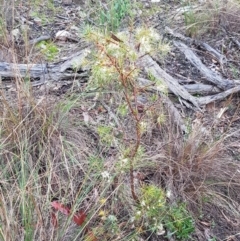 Hakea decurrens subsp. decurrens at Acton, ACT - 20 Jul 2021