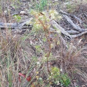 Hakea decurrens subsp. decurrens at Acton, ACT - 20 Jul 2021 10:29 AM