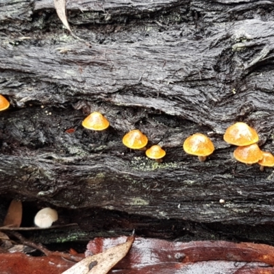 Unverified Cap on a stem; gills below cap [mushrooms or mushroom-like] at Acton, ACT - 20 Jul 2021 by trevorpreston