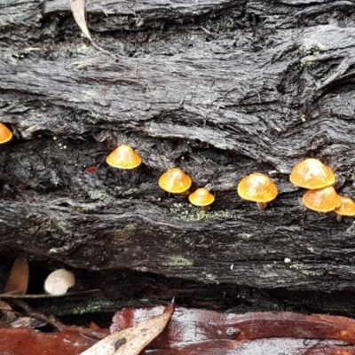 Unidentified Cap on a stem; gills below cap [mushrooms or mushroom-like] at Black Mountain - 20 Jul 2021 by trevorpreston