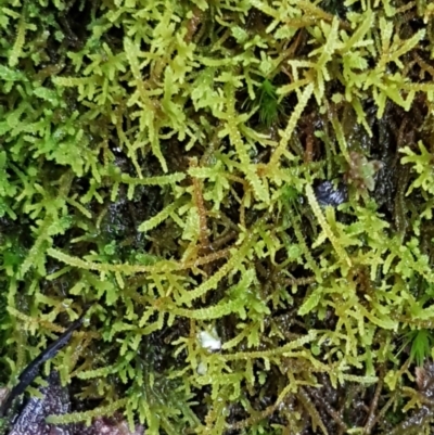 Unidentified Moss / Liverwort / Hornwort at Black Mountain - 20 Jul 2021 by trevorpreston
