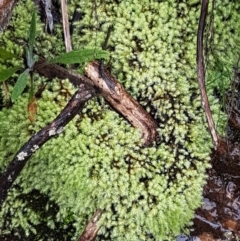 Bartramiaceae at Black Mountain - 20 Jul 2021 by trevorpreston