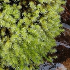 Bartramiaceae at Acton, ACT - 20 Jul 2021