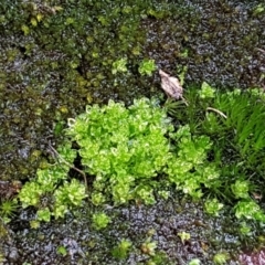 Bryaceae (family) (A moss) at Black Mountain - 20 Jul 2021 by trevorpreston