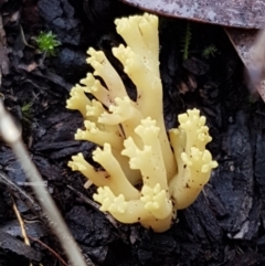 Ramaria sp. (A Coral fungus) at Black Mountain - 20 Jul 2021 by trevorpreston