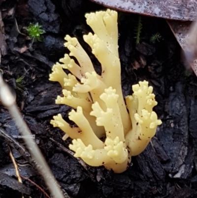 Ramaria sp. (A Coral fungus) at Black Mountain - 20 Jul 2021 by trevorpreston