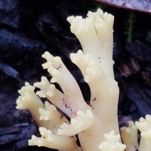 Ramaria sp. at Acton, ACT - 20 Jul 2021 10:38 AM