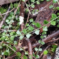 Asplenium flabellifolium (Necklace Fern) at Black Mountain - 20 Jul 2021 by trevorpreston