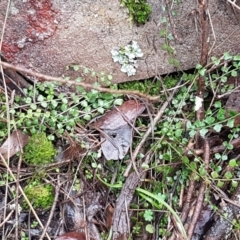 Asplenium flabellifolium at Acton, ACT - 20 Jul 2021