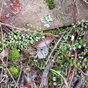 Asplenium flabellifolium at Acton, ACT - 20 Jul 2021