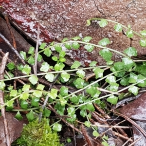 Asplenium flabellifolium at Acton, ACT - 20 Jul 2021