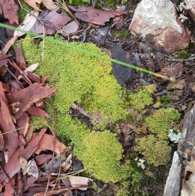 Cladia aggregata (A lichen) at Acton, ACT - 20 Jul 2021 by tpreston
