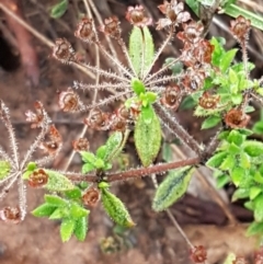 Pomax umbellata (A Pomax) at Black Mountain - 20 Jul 2021 by trevorpreston