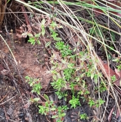 Pomax umbellata at Acton, ACT - 20 Jul 2021 11:01 AM