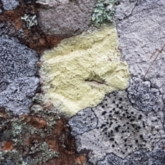 Lichen - crustose at Acton, ACT - 20 Jul 2021 by trevorpreston