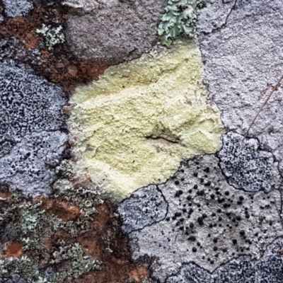 Lichen - crustose at Acton, ACT - 20 Jul 2021 by trevorpreston