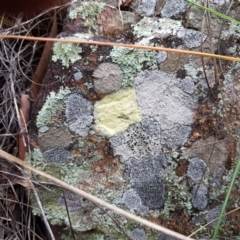 Lichen - crustose at Acton, ACT - 20 Jul 2021