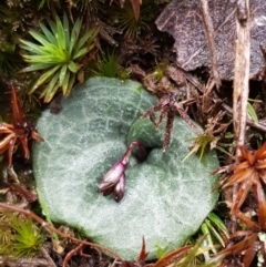 Cyrtostylis reniformis (Common Gnat Orchid) at Black Mountain - 20 Jul 2021 by trevorpreston
