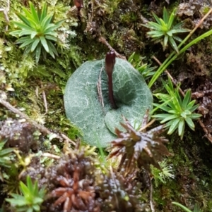 Cyrtostylis reniformis at suppressed - 20 Jul 2021