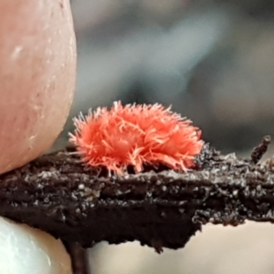 Trombidiidae (family) (Red velvet mite) at Black Mountain - 20 Jul 2021 by trevorpreston