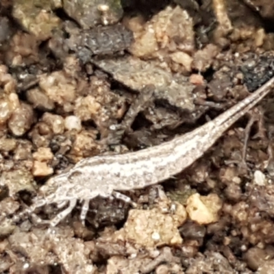 Meinertellidae (family) (A Bristletail) at Black Mountain - 20 Jul 2021 by trevorpreston