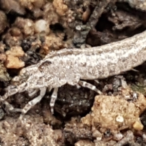 Meinertellidae (family) at Acton, ACT - 20 Jul 2021 10:57 AM