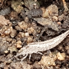 Meinertellidae (family) at Acton, ACT - 20 Jul 2021 10:57 AM