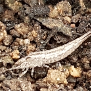 Meinertellidae (family) at Acton, ACT - 20 Jul 2021 10:57 AM