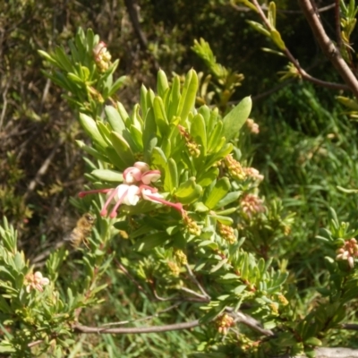 Grevillea iaspicula (Wee Jasper Grevillea) at Jarramlee Pond - 27 Jun 2021 by johnpugh