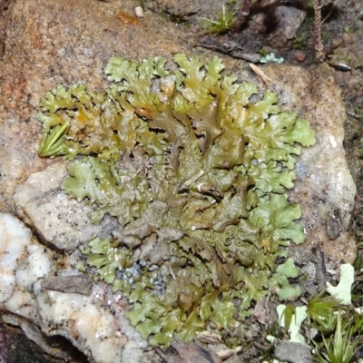 Parmeliaceae (family) (A lichen family) at Bungendore, NSW - 10 Jul 2021 by JanetRussell