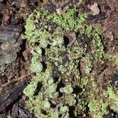 Cladonia sp. (genus) (Cup Lichen) at QPRC LGA - 10 Jul 2021 by JanetRussell