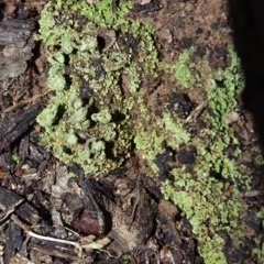 Cladonia sp. (genus) at Bungendore, NSW - 10 Jul 2021 02:46 PM