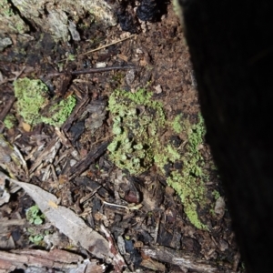 Cladonia sp. (genus) at Bungendore, NSW - 10 Jul 2021 02:46 PM