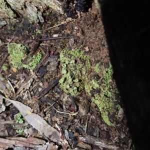 Cladonia sp. at Bungendore, NSW - 10 Jul 2021