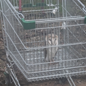 Tyto alba at Thurgoona, NSW - 20 Jul 2021 02:53 PM