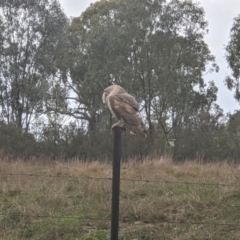 Tyto alba at Thurgoona, NSW - 20 Jul 2021