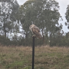 Tyto alba at Thurgoona, NSW - 20 Jul 2021 02:53 PM