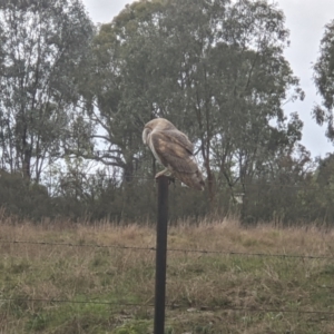 Tyto alba at Thurgoona, NSW - 20 Jul 2021 02:53 PM