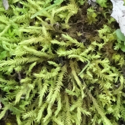 Triquetrella (A trailing moss) at Six Mile TSR - 10 Jul 2021 by JanetRussell