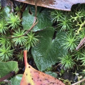 Acianthus sp. at Acton, ACT - suppressed