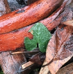 Acianthus sp. at Acton, ACT - suppressed