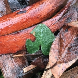 Acianthus sp. at Acton, ACT - 20 Jul 2021