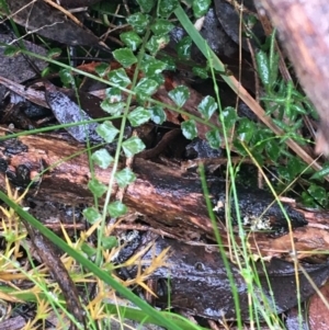 Asplenium flabellifolium at Acton, ACT - 20 Jul 2021