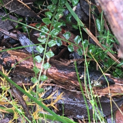 Asplenium flabellifolium (Necklace Fern) at Acton, ACT - 20 Jul 2021 by NedJohnston