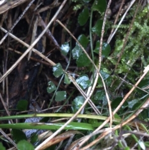 Asplenium flabellifolium at Acton, ACT - 20 Jul 2021 10:36 AM