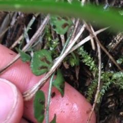 Asplenium flabellifolium at Acton, ACT - 20 Jul 2021