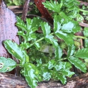 Acaena novae-zelandiae at Acton, ACT - 20 Jul 2021 10:44 AM