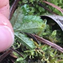 Acaena novae-zelandiae at Acton, ACT - 20 Jul 2021