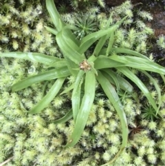 Luzula sp. (Woodrush) at Black Mountain - 20 Jul 2021 by Ned_Johnston